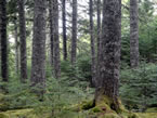 Majestic trees in the proposed Toadfish Lakes Wilderness Area, Halifax Regional Municipality, a proposed new wilderness area.